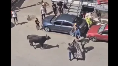 العجل الهارب نجم العيد.. مطاردات الشوارع تعود لتخطف الأضواء في مصر 1 العجل الهارب نجم العيد.. مطاردات الشوارع تعود لتخطف الأضواء في مصر
