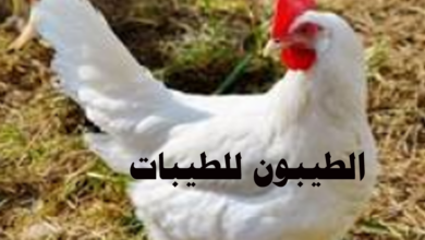 الفراخ البيضاء