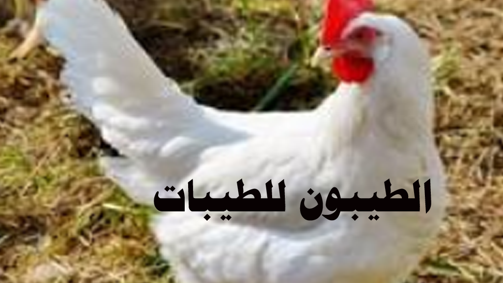 سعر كيلو الفراخ البيضاء في المنيا 60.. هل الفراخ تضر بالصحة؟ 1 الفراخ البيضاء