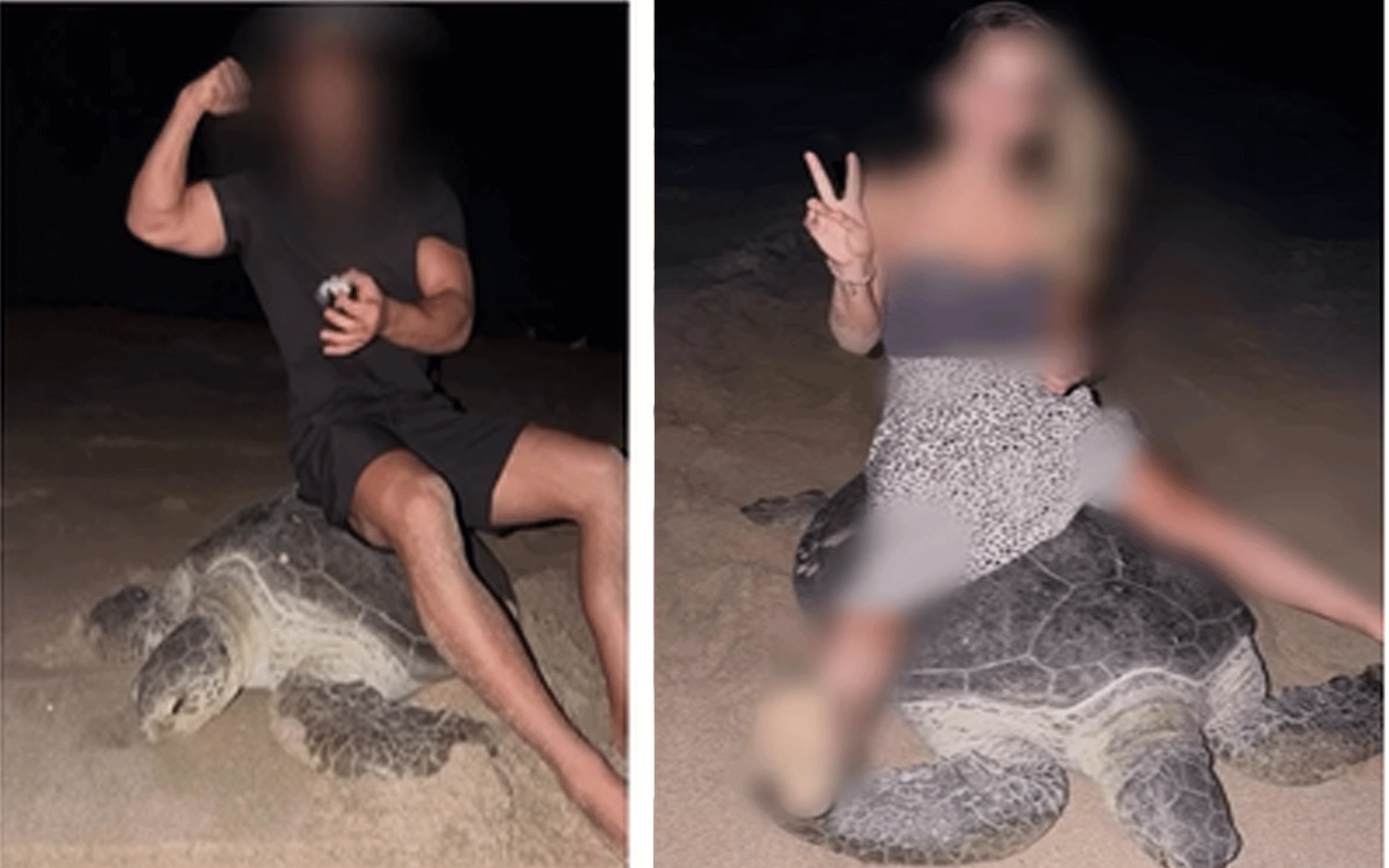 الأجانب يركبون السلاحف في سلطنة عُمان 1 الأجانب يركبون السلاحف في سلطنة عُمان